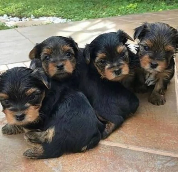 Cuccioli di Yorkshire Terrier in cerca di una nuova casa