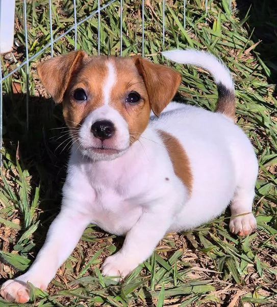 Jack Russell cuccioli maschio e femmina