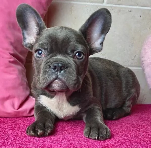 Bulldog Francese cuccioli maschio e femmina