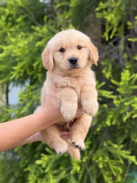 Golden retriever di razza pura