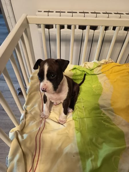 Cuccioli Amstaff  | Foto 5