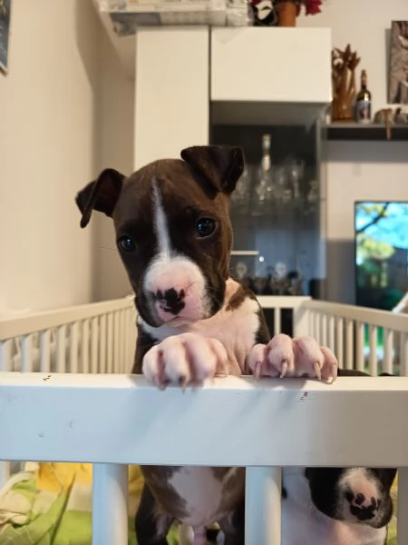 Cuccioli Amstaff  | Foto 4