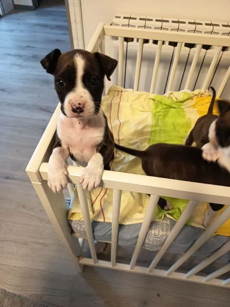 Cuccioli Amstaff  | Foto 3