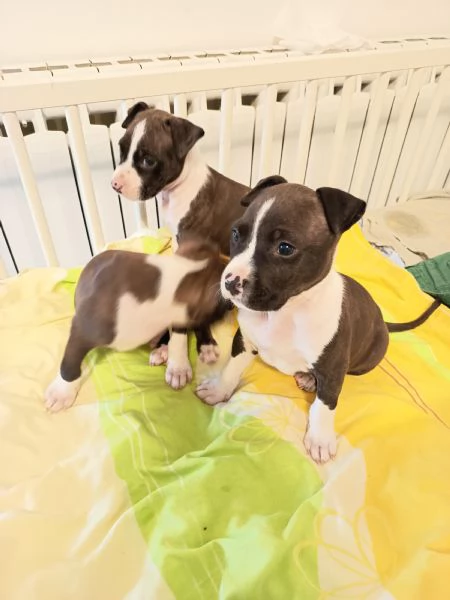 Cuccioli Amstaff  | Foto 2