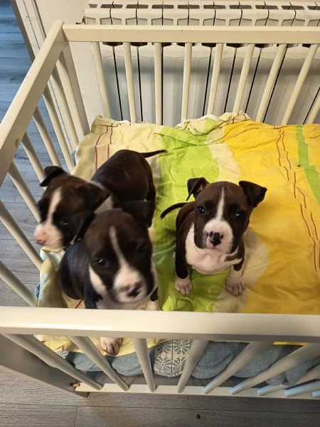 Cuccioli Amstaff  | Foto 1