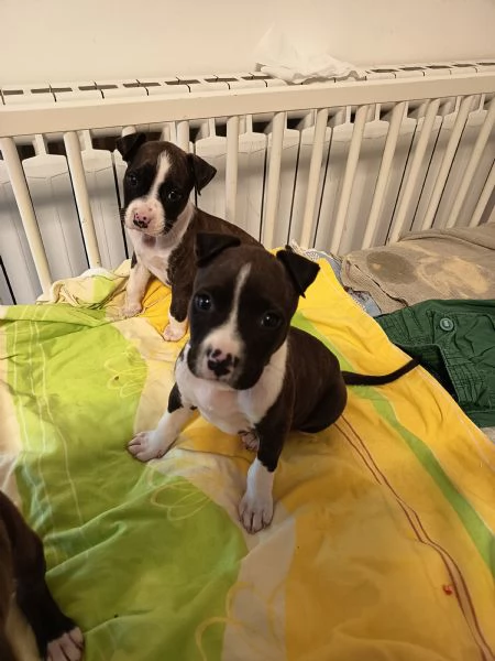 Cuccioli Amstaff  | Foto 0