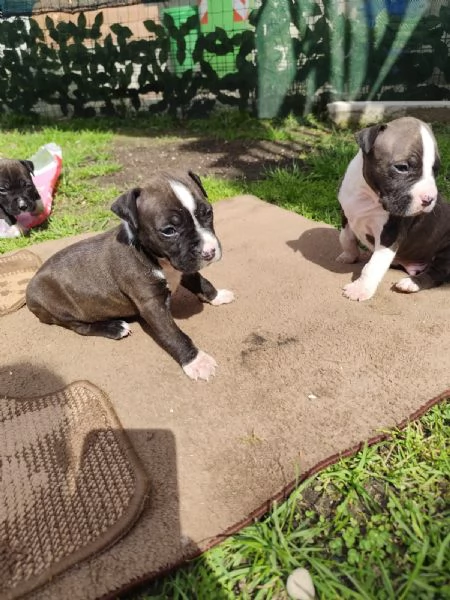 Cuccioli Amstaff Splendidi | Foto 4
