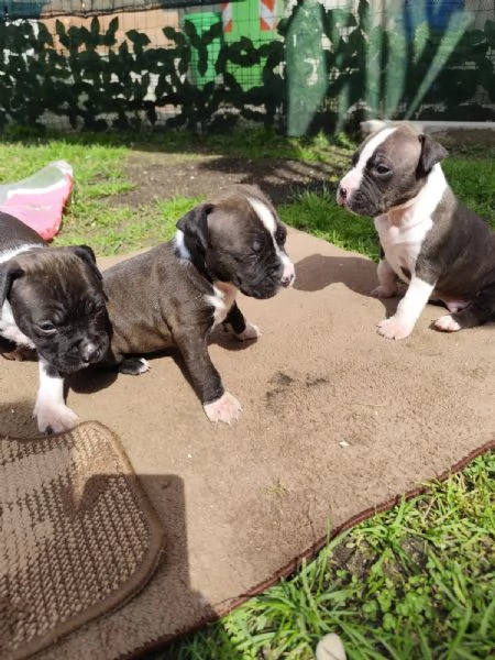 Cuccioli Amstaff Splendidi | Foto 2