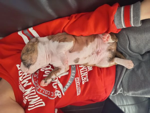 Cuccioli Amstaff Splendidi