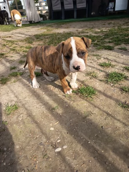 Cuccioli Amstaff Rovigo  | Foto 6