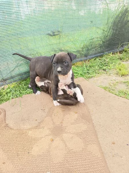 Cuccioli Amstaff Rovigo  | Foto 5