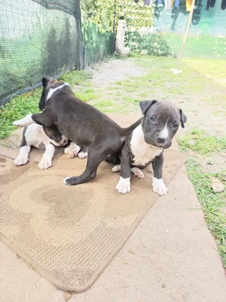 Cuccioli Amstaff Rovigo  | Foto 4