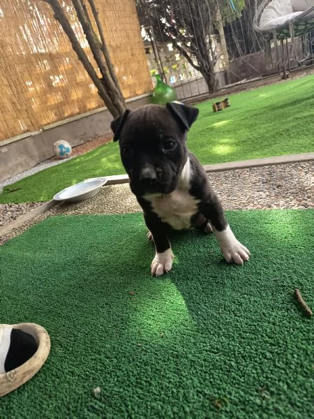 Cuccioli Amstaff Rovigo  | Foto 3