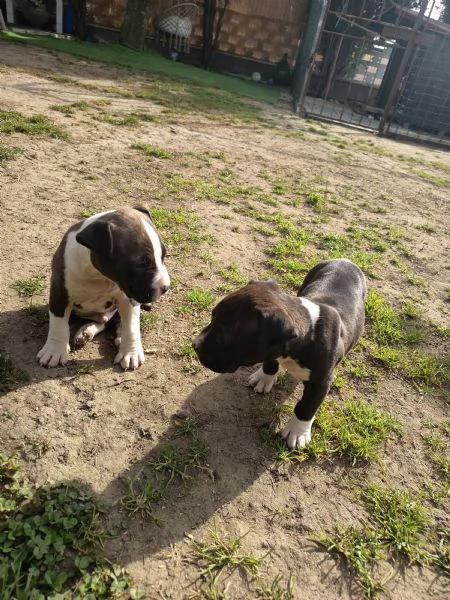 Cuccioli Amstaff Rovigo  | Foto 2