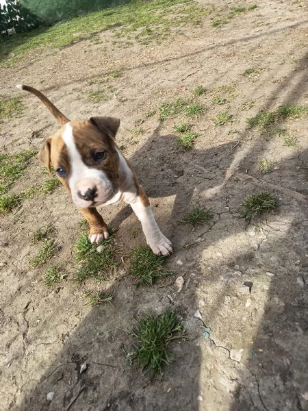 Cuccioli Amstaff Rovigo 