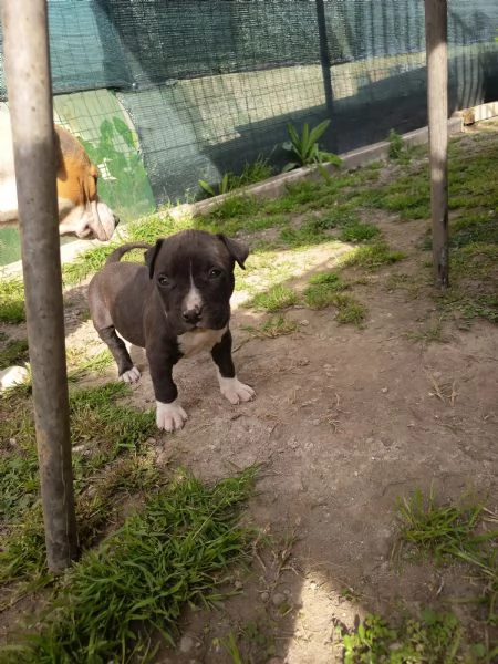 Cuccioli Amstaff Rovigo  | Foto 1