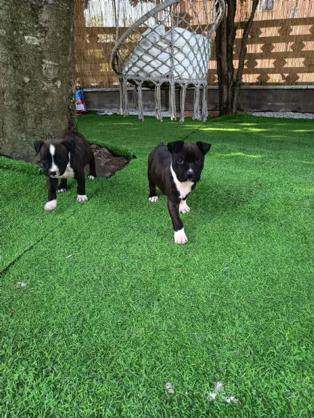 Cuccioli Amstaff  | Foto 3