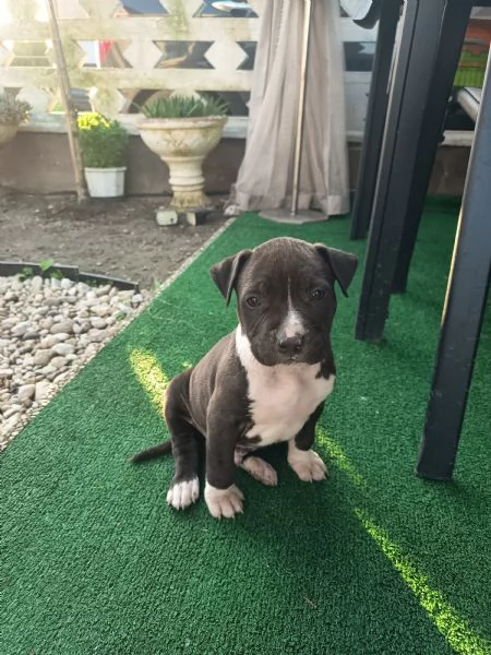 Cuccioli Amstaff  | Foto 1