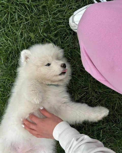 Meravigliosa Cucciolata di Samoiedo | Foto 2