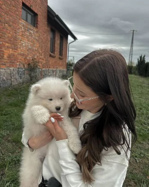 Meravigliosa Cucciolata di Samoiedo