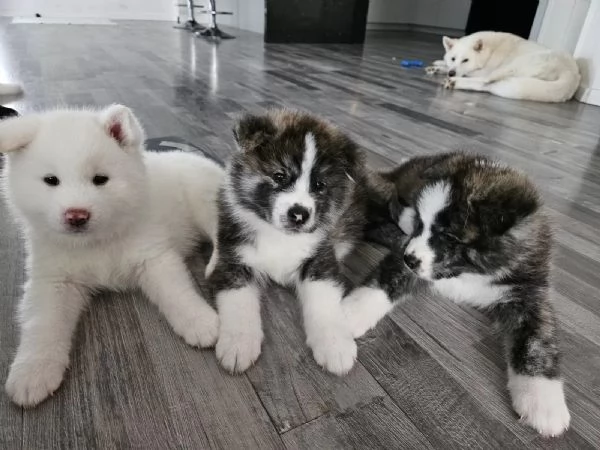 Bellissimi cuccioli di Akita Inu | Foto 0