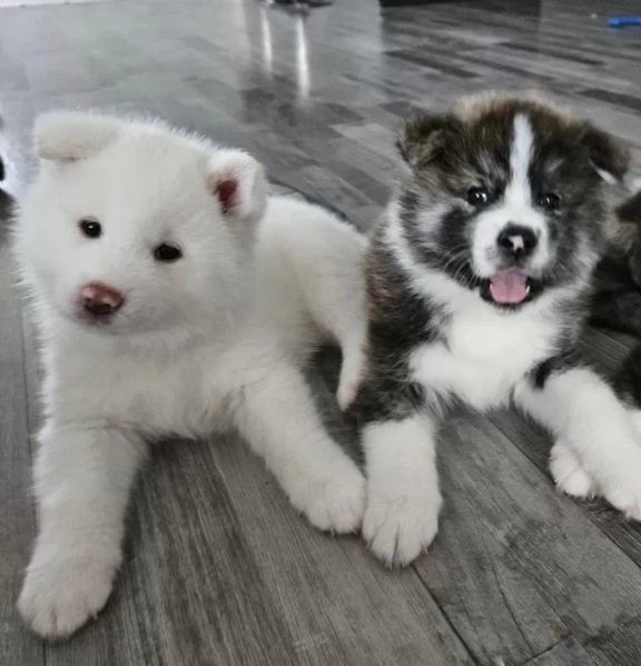 Bellissimi cuccioli di Akita Inu | Foto 2