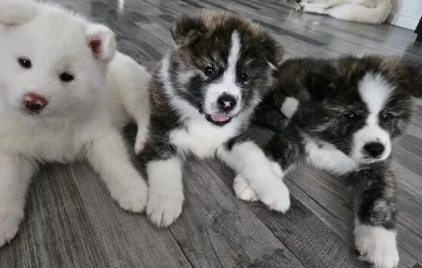 Bellissimi cuccioli di Akita Inu | Foto 1