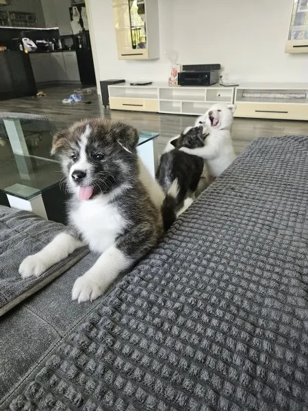 Bellissimi cuccioli di Akita Inu | Foto 0