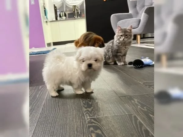 Cuccioli di maltese con pedigree | Foto 1