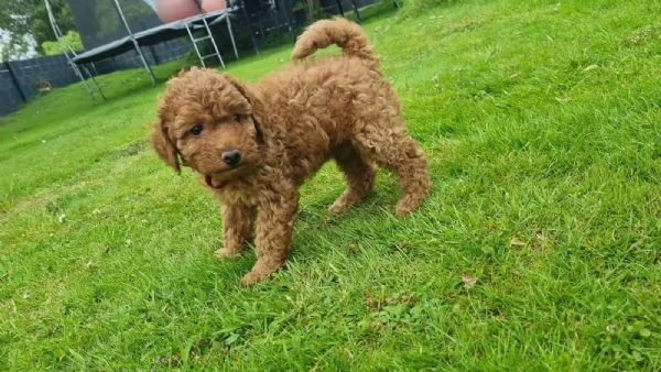 Barboncini Toy in cerca di una casa amorevole | Foto 2