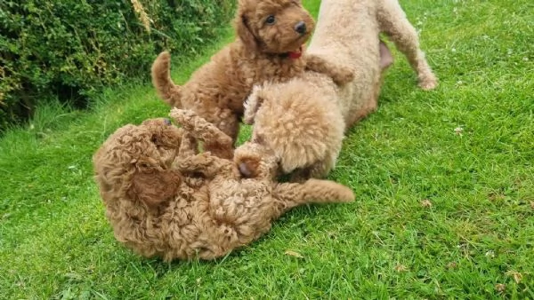 Barboncini Toy in cerca di una casa amorevole