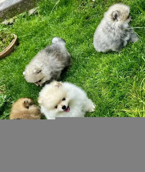 3 adorabili cuccioli aspettano la loro casa definitiva