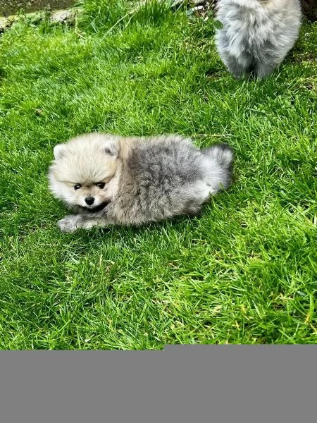 3 adorabili cuccioli aspettano la loro casa definitiva | Foto 6
