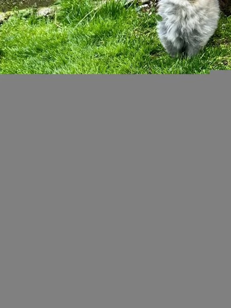 3 adorabili cuccioli aspettano la loro casa definitiva | Foto 1