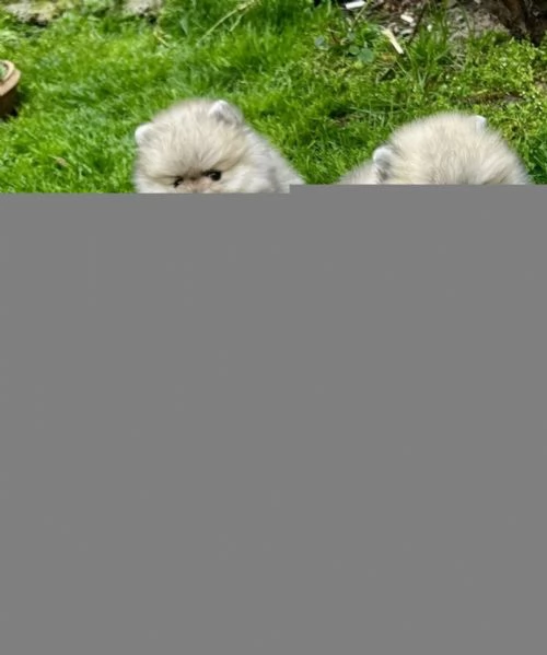 3 adorabili cuccioli aspettano la loro casa definitiva | Foto 0