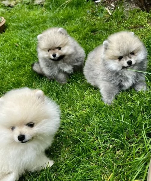 Bellissimi cuccioli di Pomerania in uno splendido colore