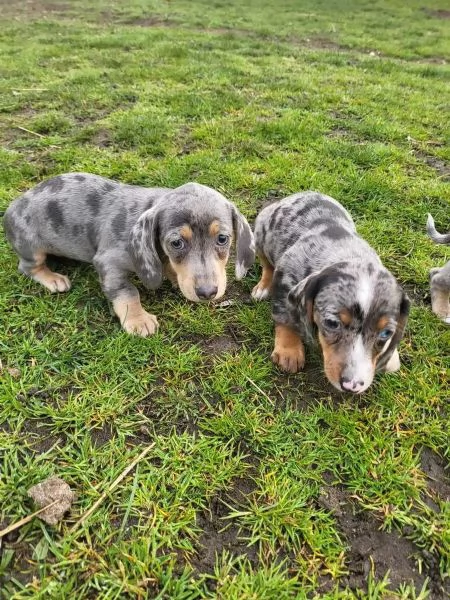 Stupendo bassotto nano pelo corto | Foto 2