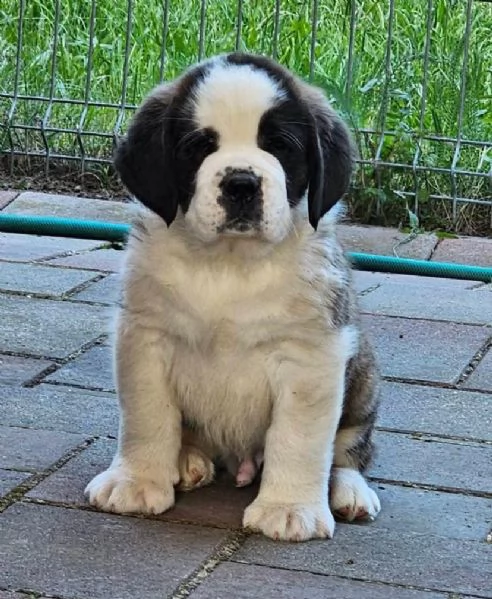San Bernardo cuccioli maschio e femmina