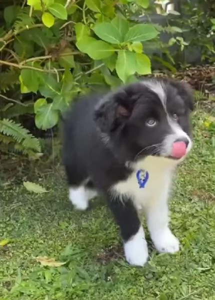 Border Collie cuccioli maschio e femmina