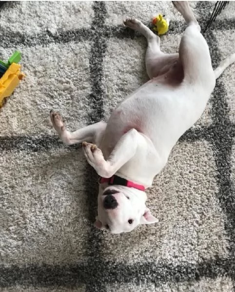 Bull Terrier cuccioli maschio e femmina