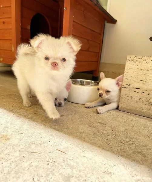 Chihuahua Toy cuccioli maschio e femmina