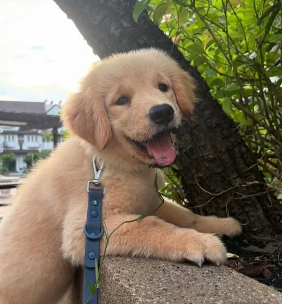 Golden Retriever cuccioli maschio e femmina
