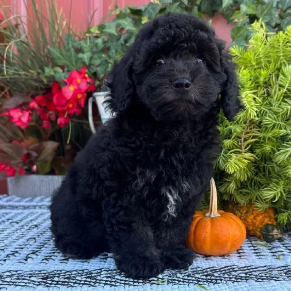 Regalo barboncino mini toy  cuccioli maschio e femmina | Foto 0