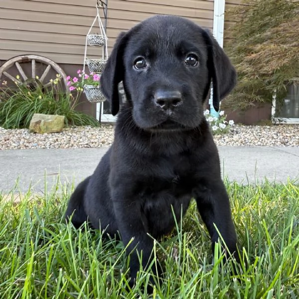 Labrador cuccioli maschio e femmina