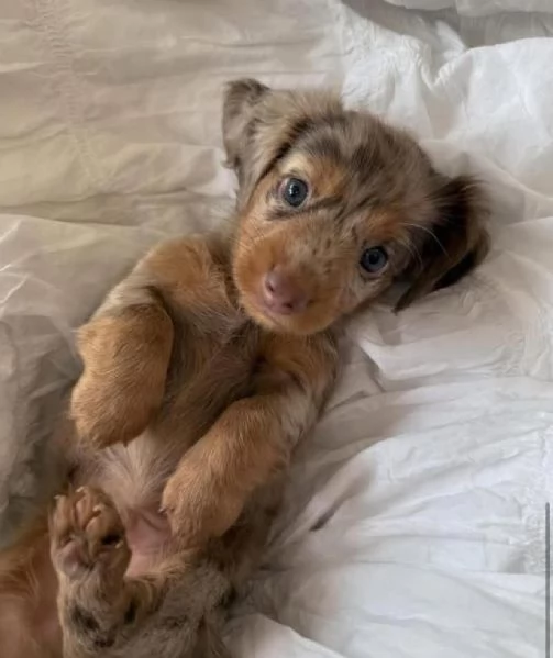 Bassotto cuccioli maschio e femmina