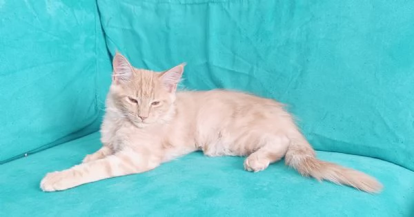 Cuccioli Maine Coon Pedigree ANFI libero | Foto 4