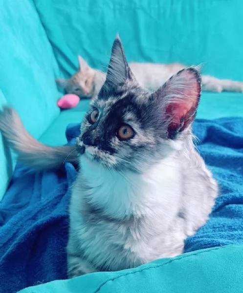 Cuccioli Maine Coon Pedigree ANFI libero | Foto 2