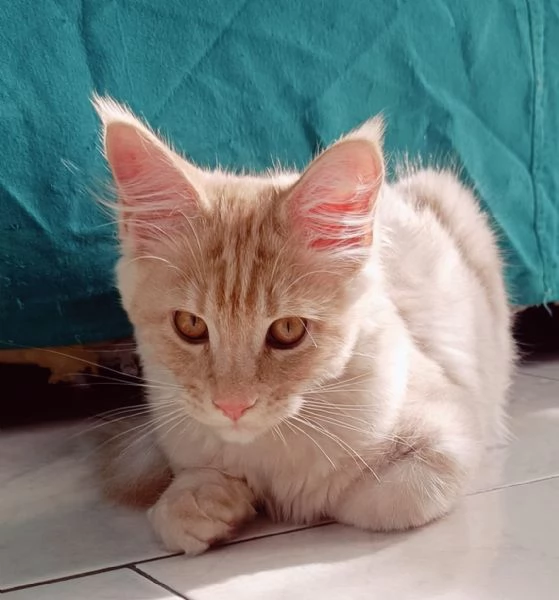 Cuccioli Maine Coon Pedigree ANFI libero