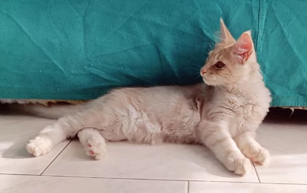 Cuccioli Maine Coon Pedigree ANFI libero | Foto 0