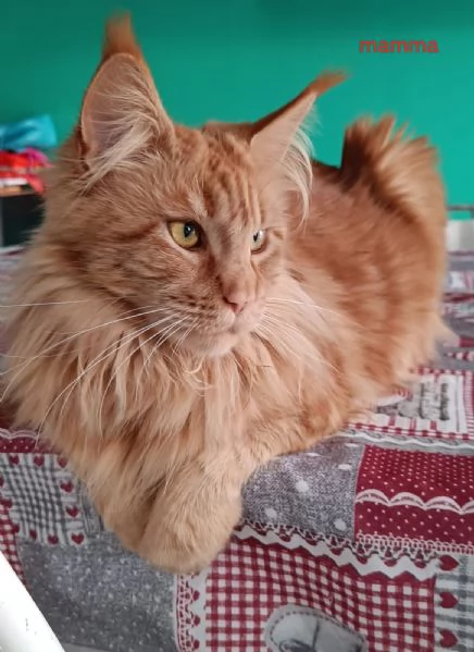 Cuccioli Maine Coon XXL pedigree ANFI libero | Foto 6
